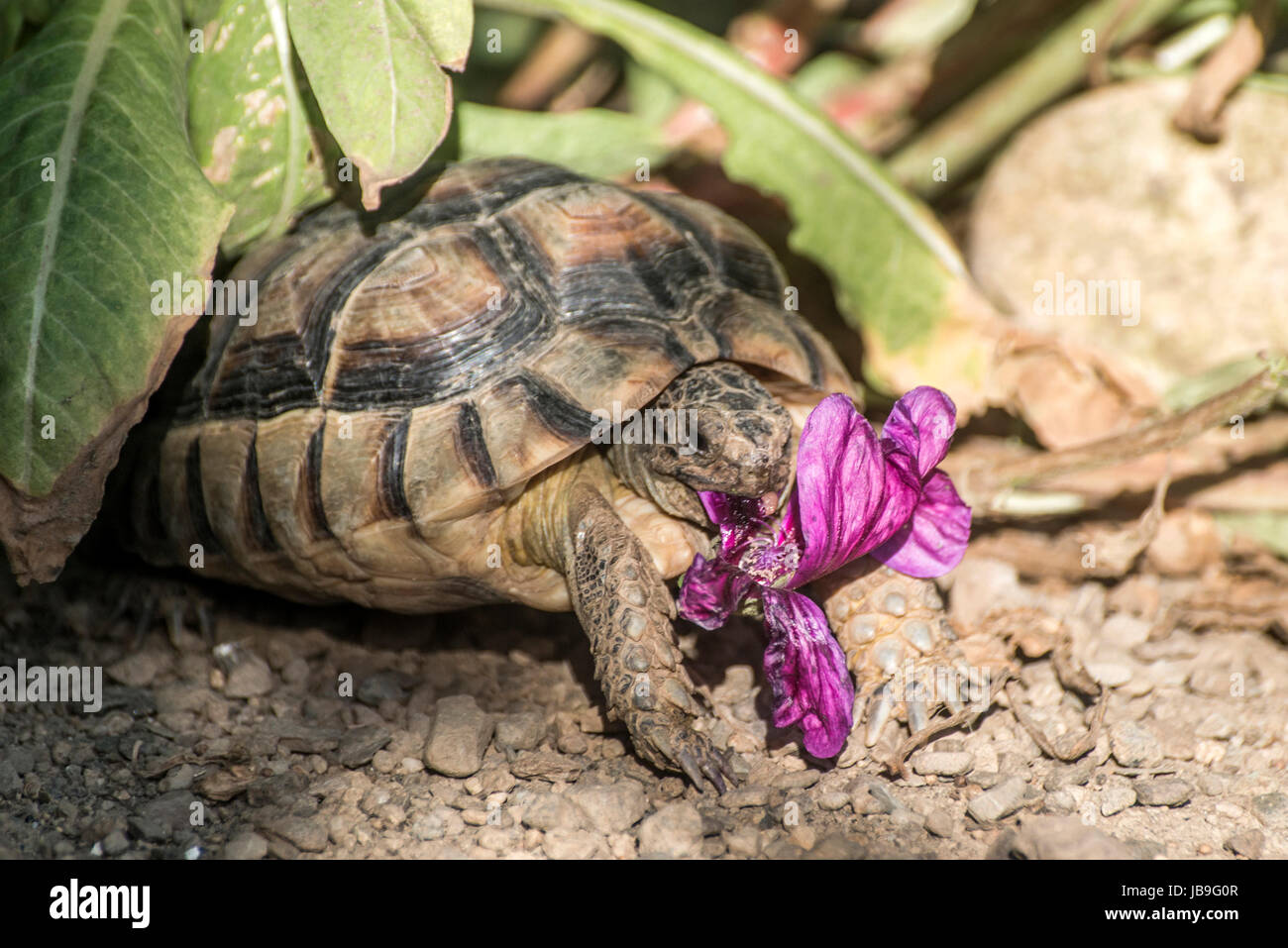 Turtle Testudo Marginata european landturtle eating a purple ...