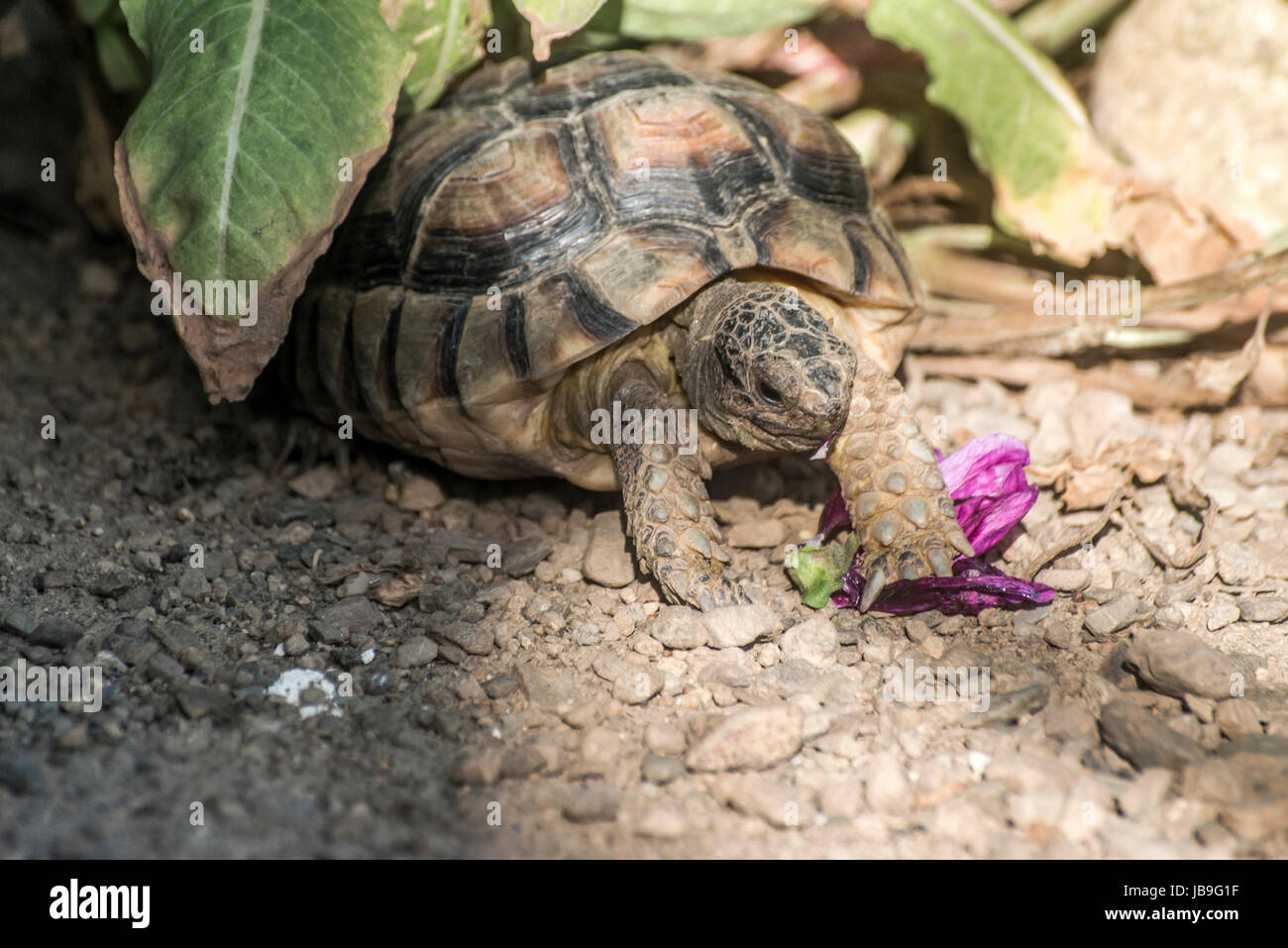 Baby Turtle Eating Flower