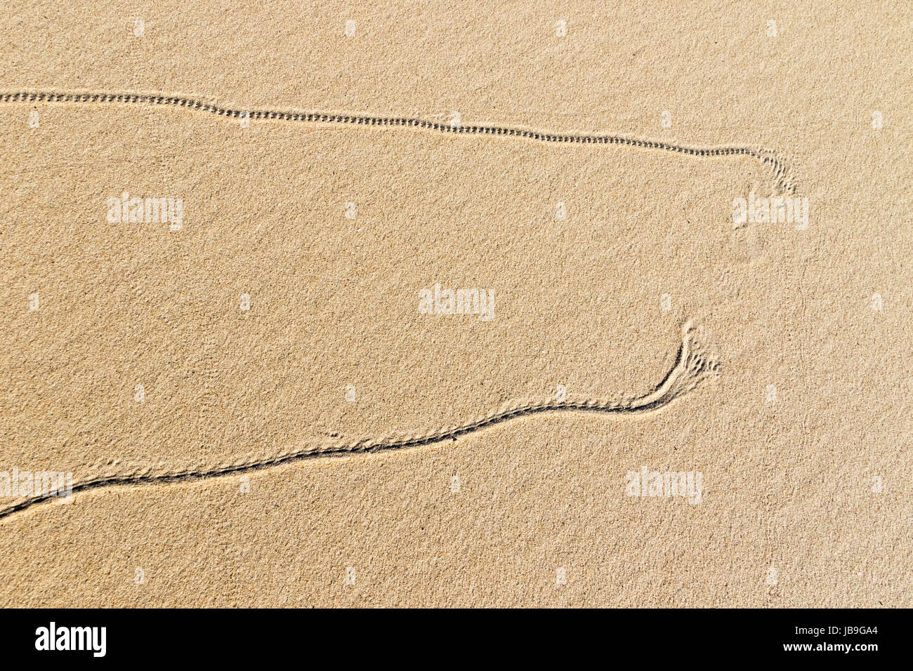 What Animals Live In Sand Dunes