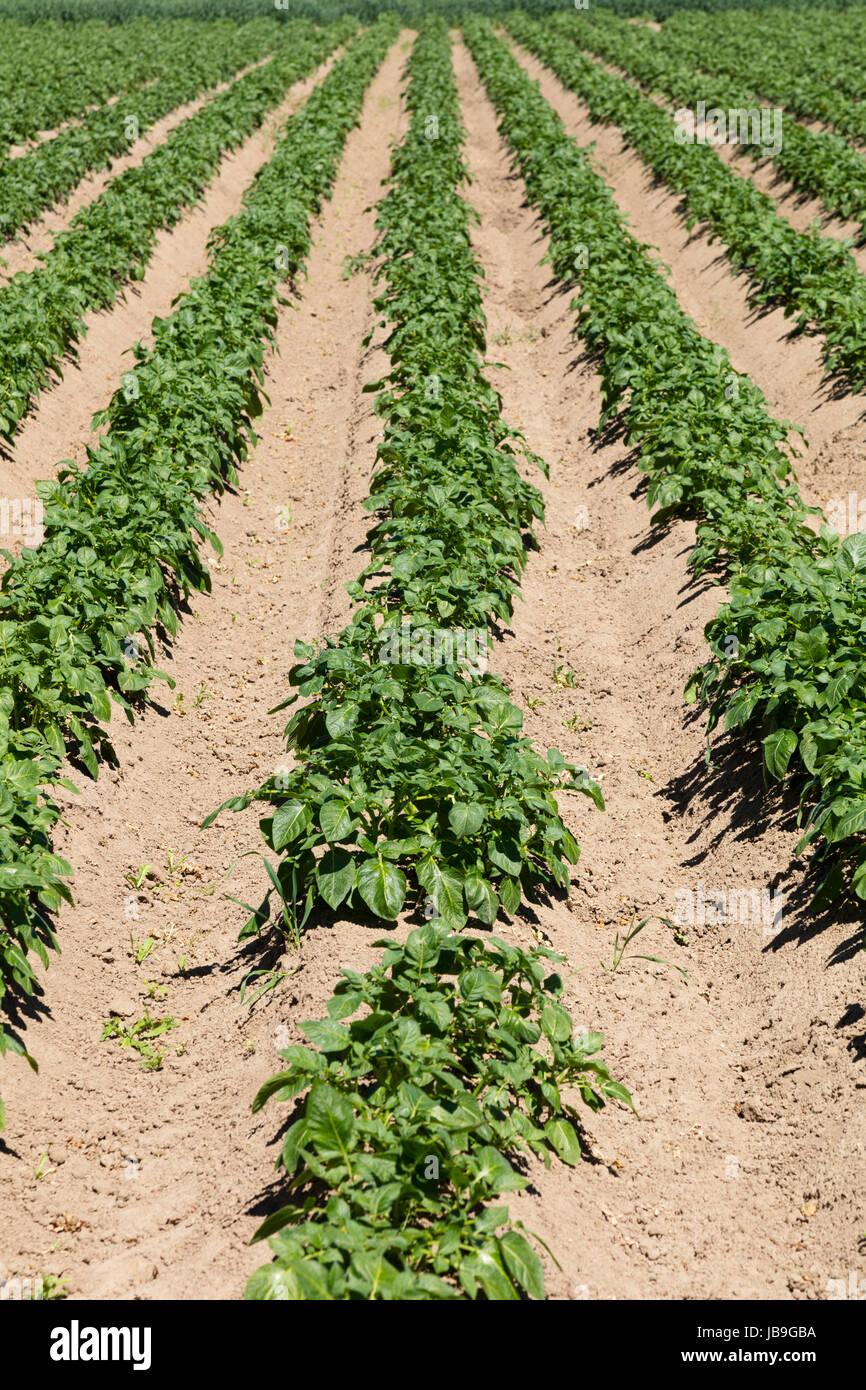 Potato field (Solanum tuberosum), North RhineWestphalia, Germany Stock