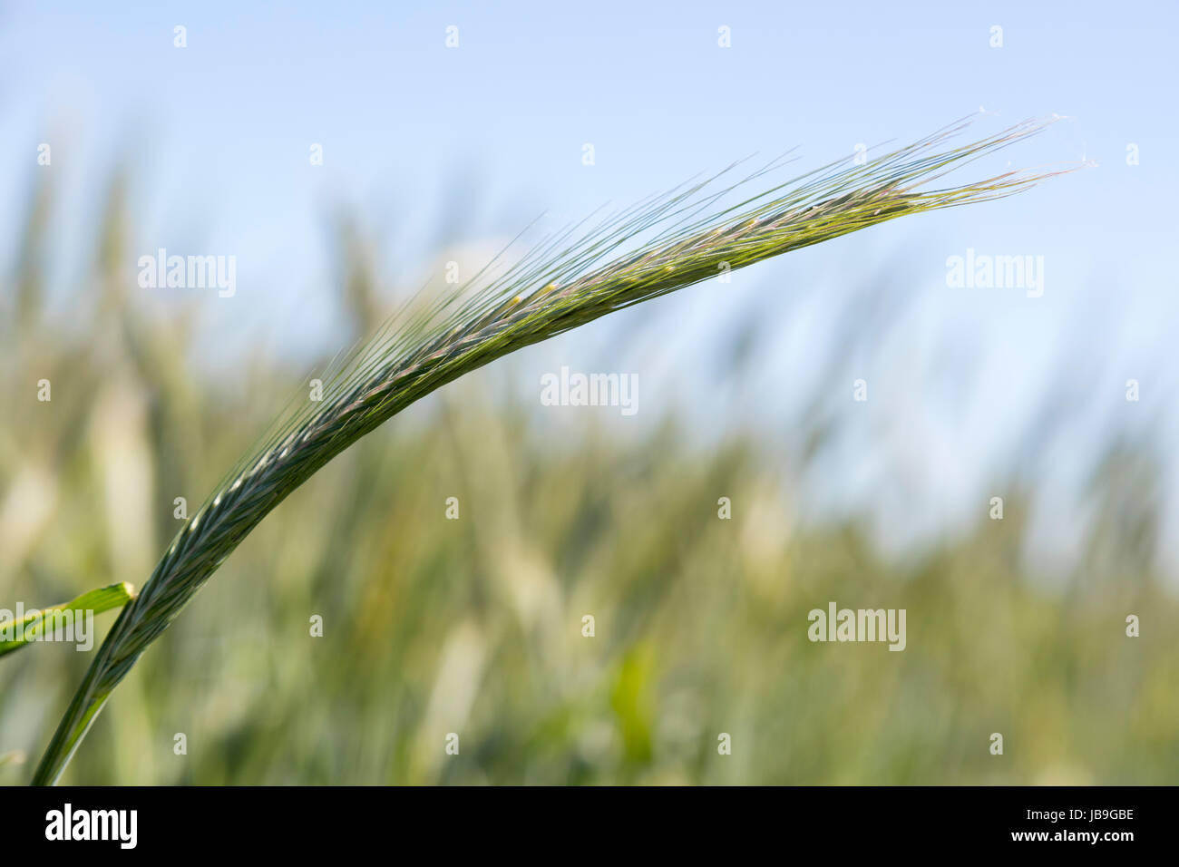 Wheat ear (triticum) in wheat field, North Rhine-Westphalia, Germany Stock Photo