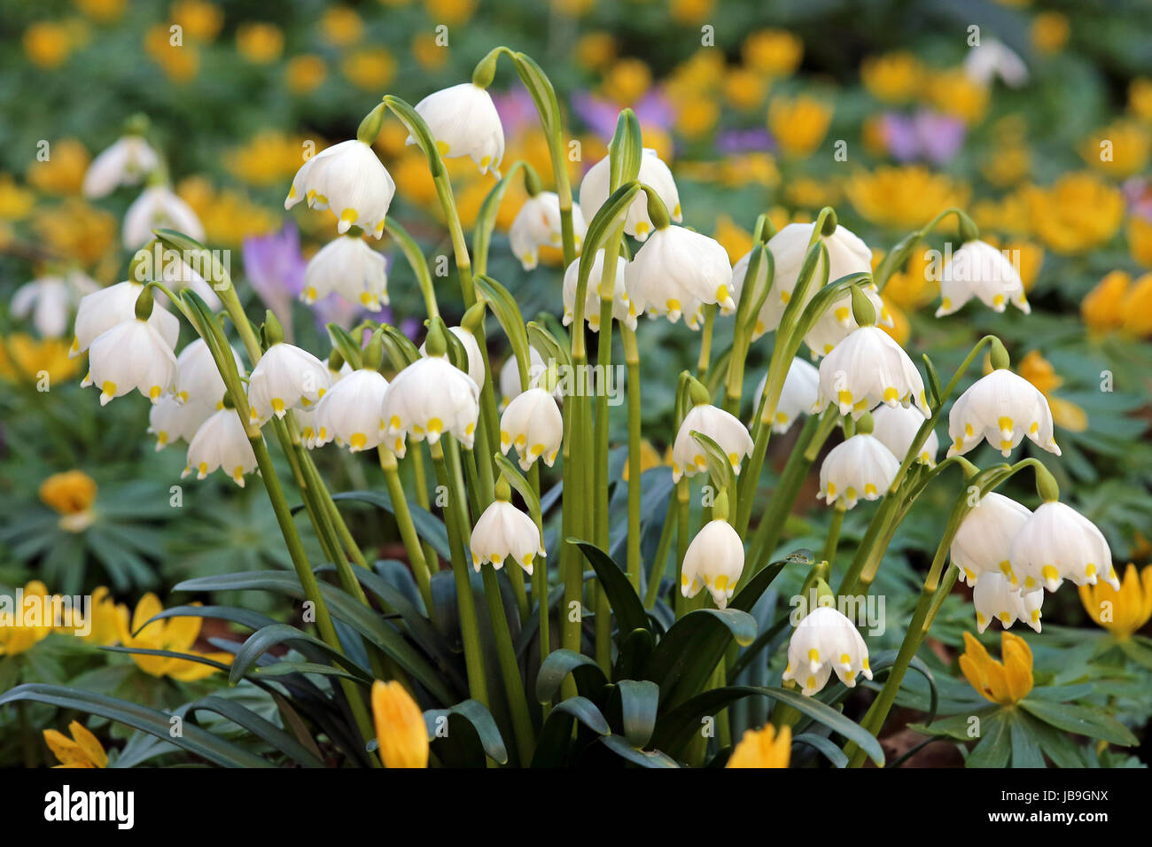 violet spring flower Stock Photo