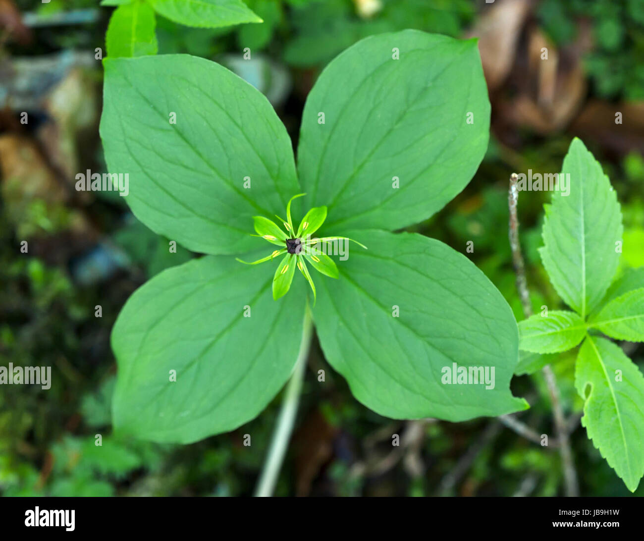 Herb Paris (Paris quadrifolia), Bavaria, Germany Stock Photo