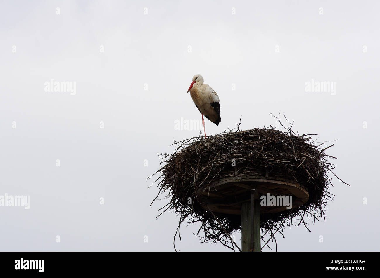 Geburt Storch High Resolution Stock Photography and Images - Alamy