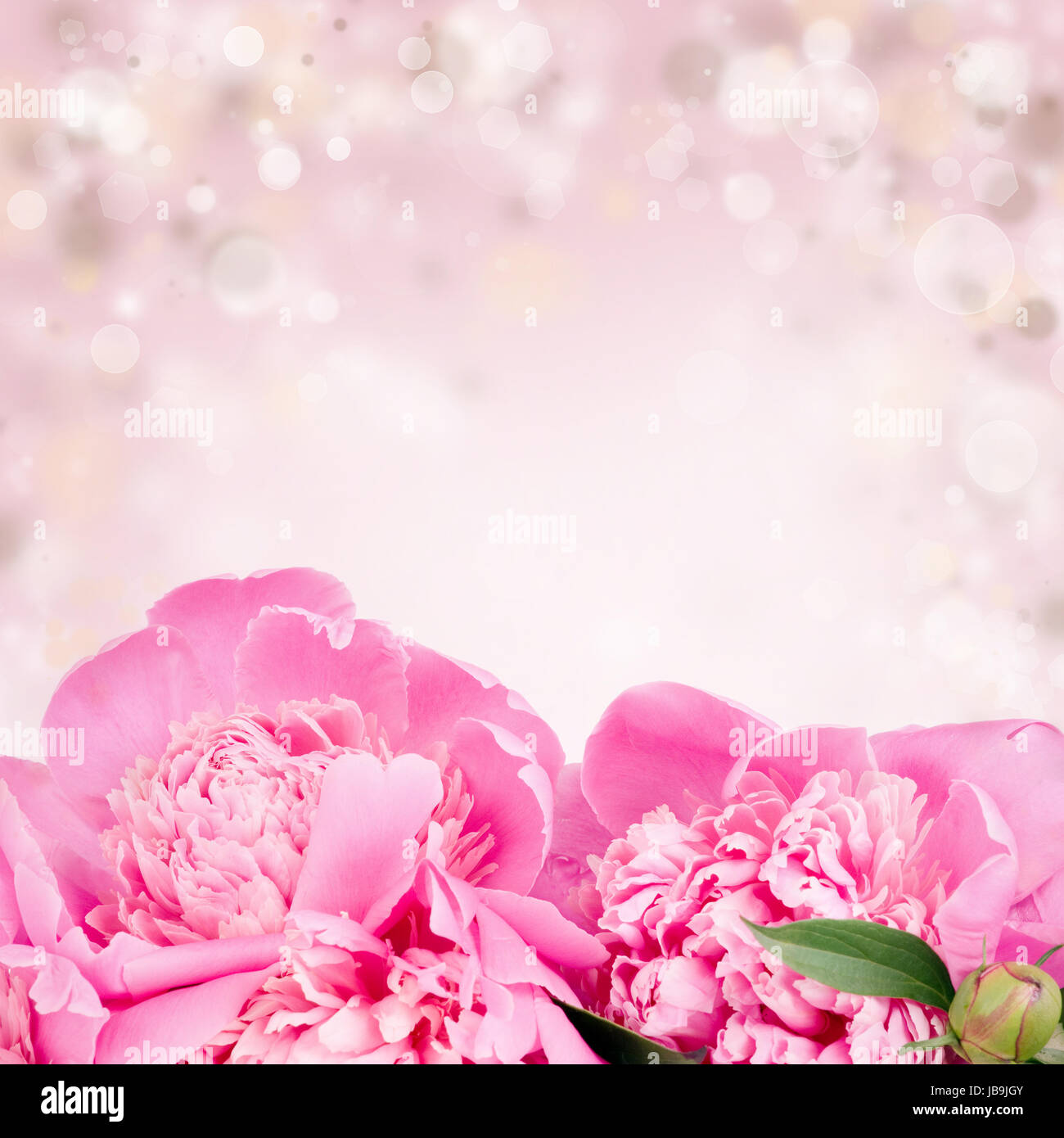 Beautiful pink roses on bokeh background Stock Photo - Alamy