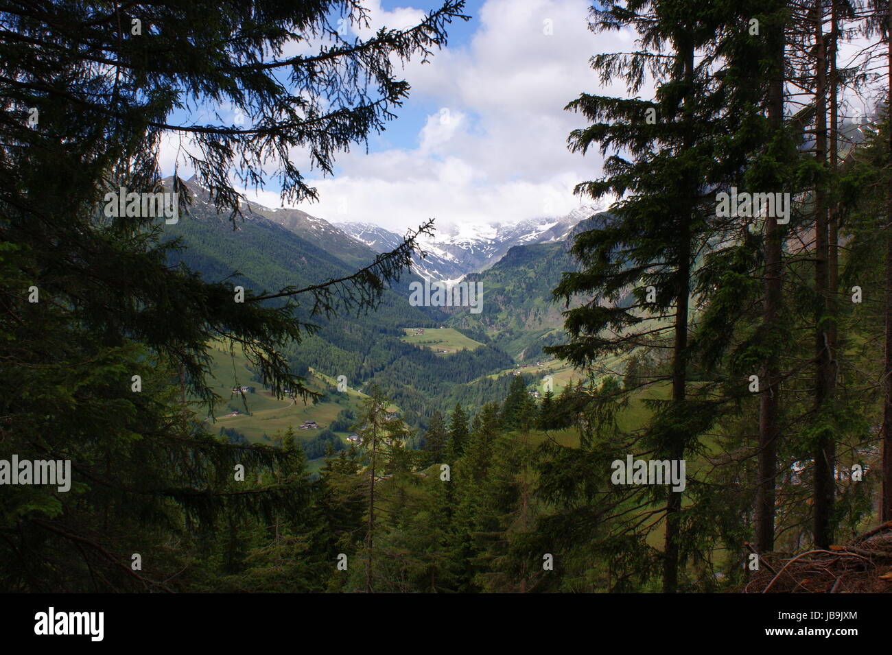 landscape in South Tyrol in Italy; view into the Passeiertal with the Oetztal Alps; snow-capped mountains, forests and meadows; blue sky and white clouds; spruces in the foreground Stock Photo