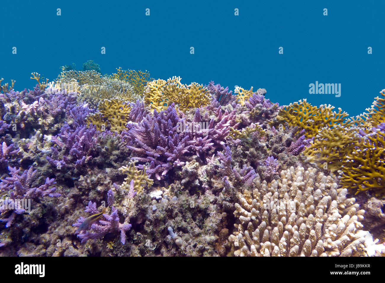 coral reel at the bottom of tropical sea with violet acropora corals on blue watter background Stock Photo