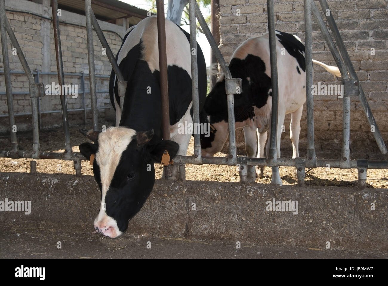 Italian cattle rearing some cows in a farm Stock Photo Alamy