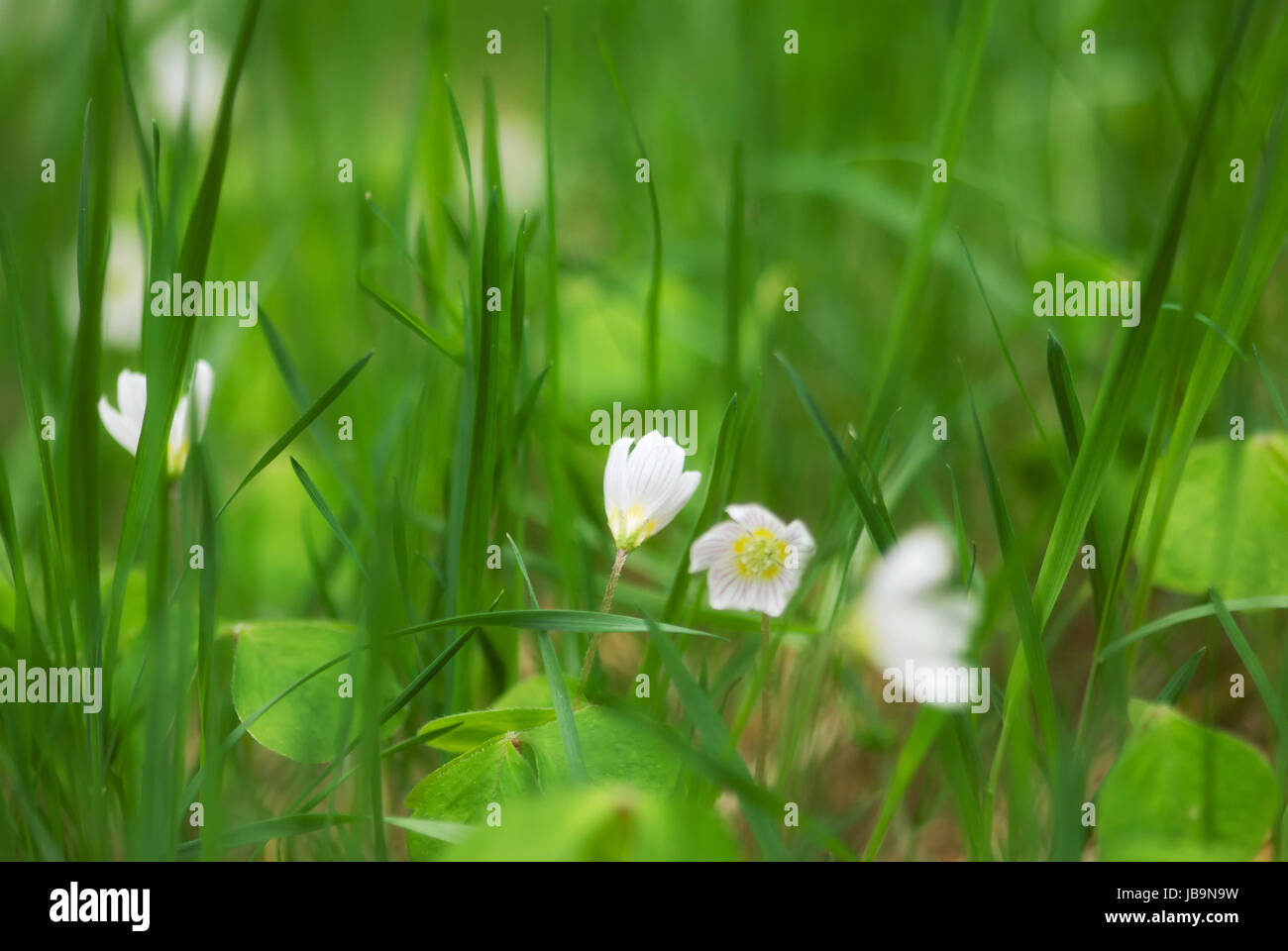 Der Frühling erwacht in der Natur Stock Photo Alamy