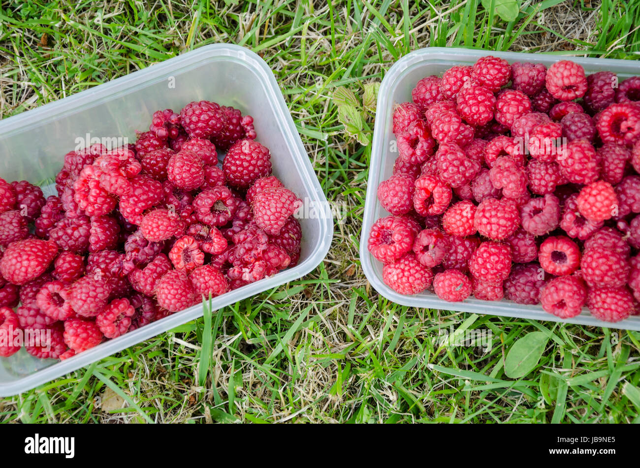 Tub of fruit hires stock photography and images Alamy
