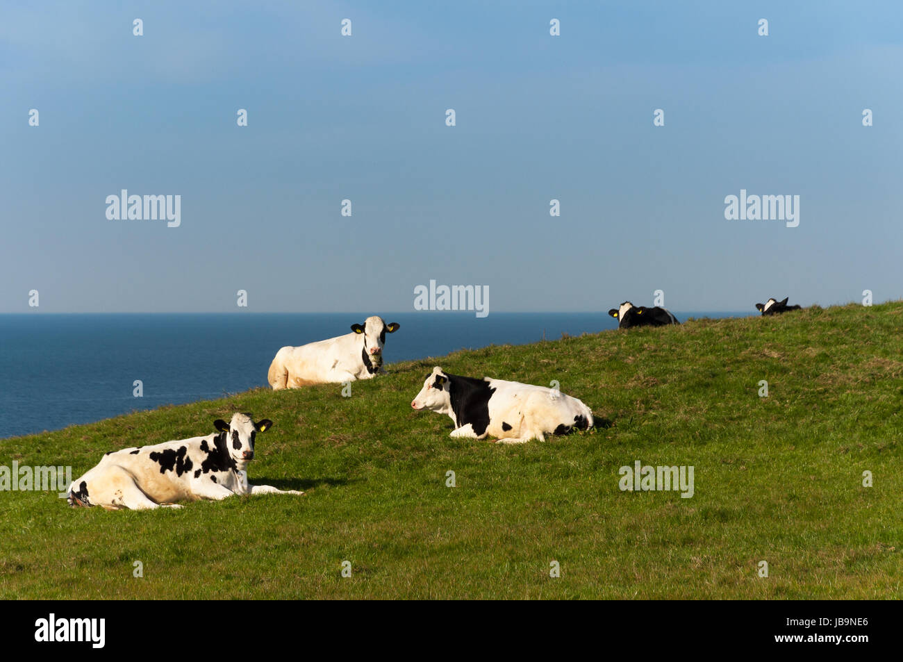 Cows on the Antrim Coast Stock Photo