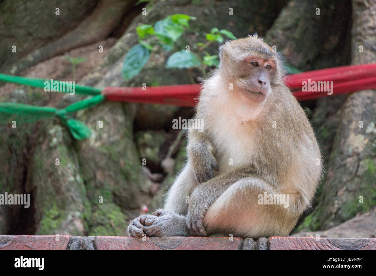 Monkey looking bored while scratching its belly Stock Photo