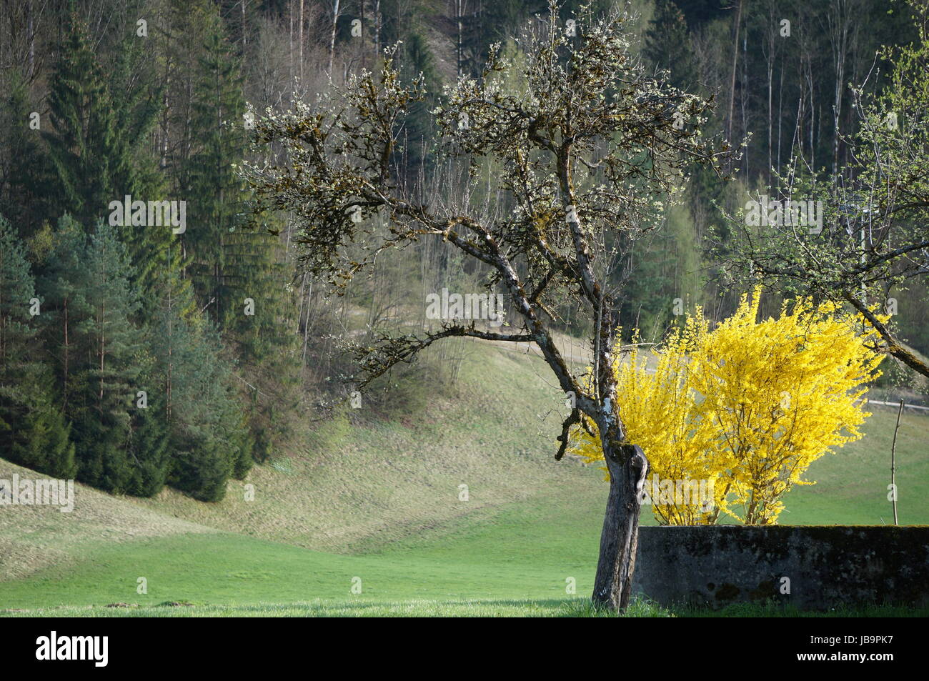 Apple tree in a field Stock Photo - Alamy