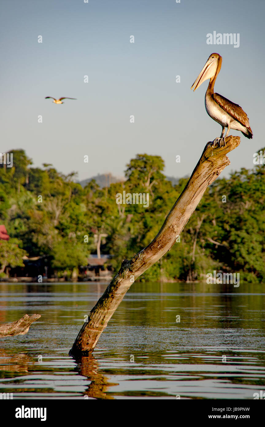 A pelican resting on a log on the Rio Dulce in Guatemala Stock Photo