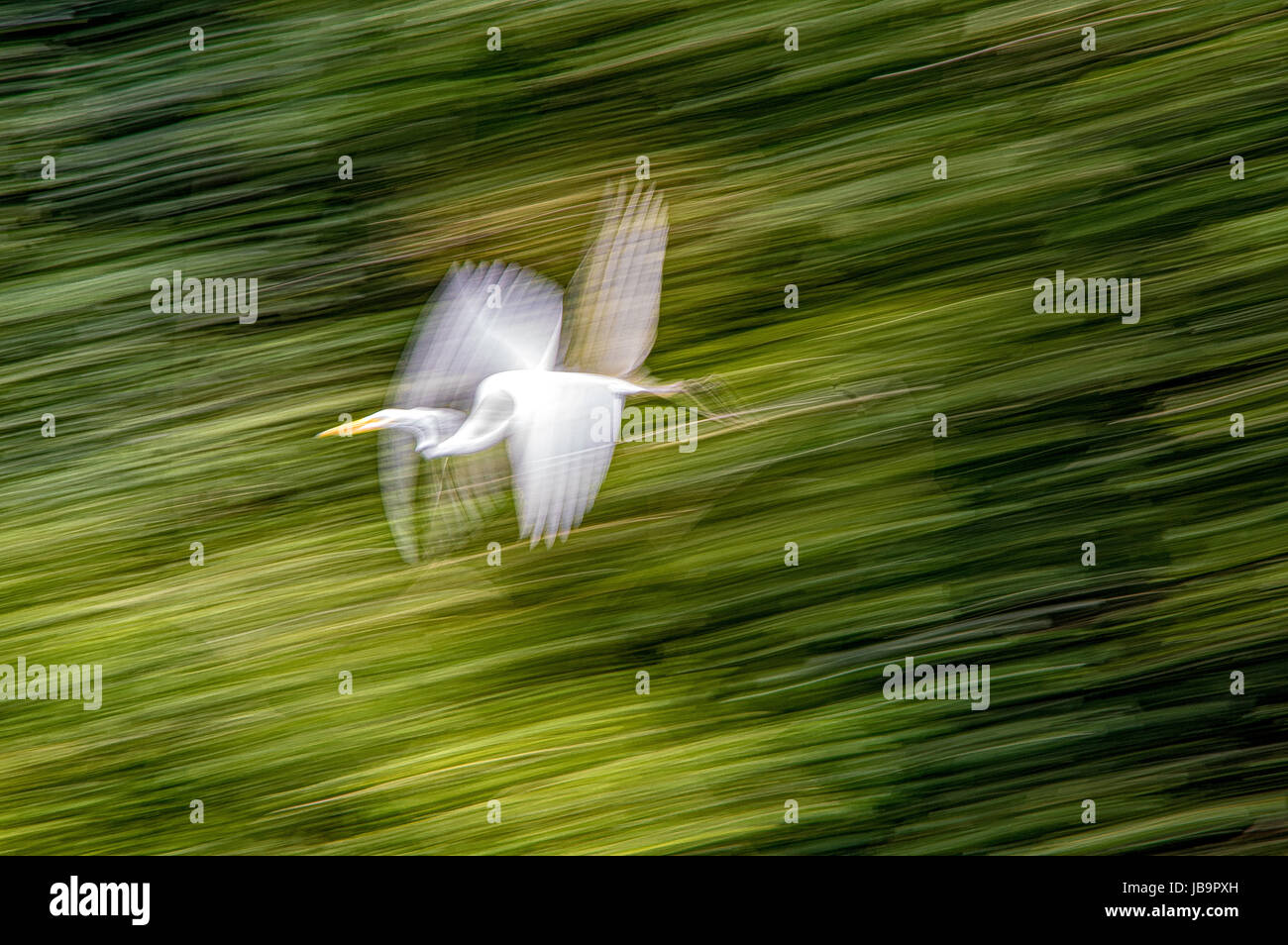 A flying heron from the Rio Dulce in Guatemala Stock Photo