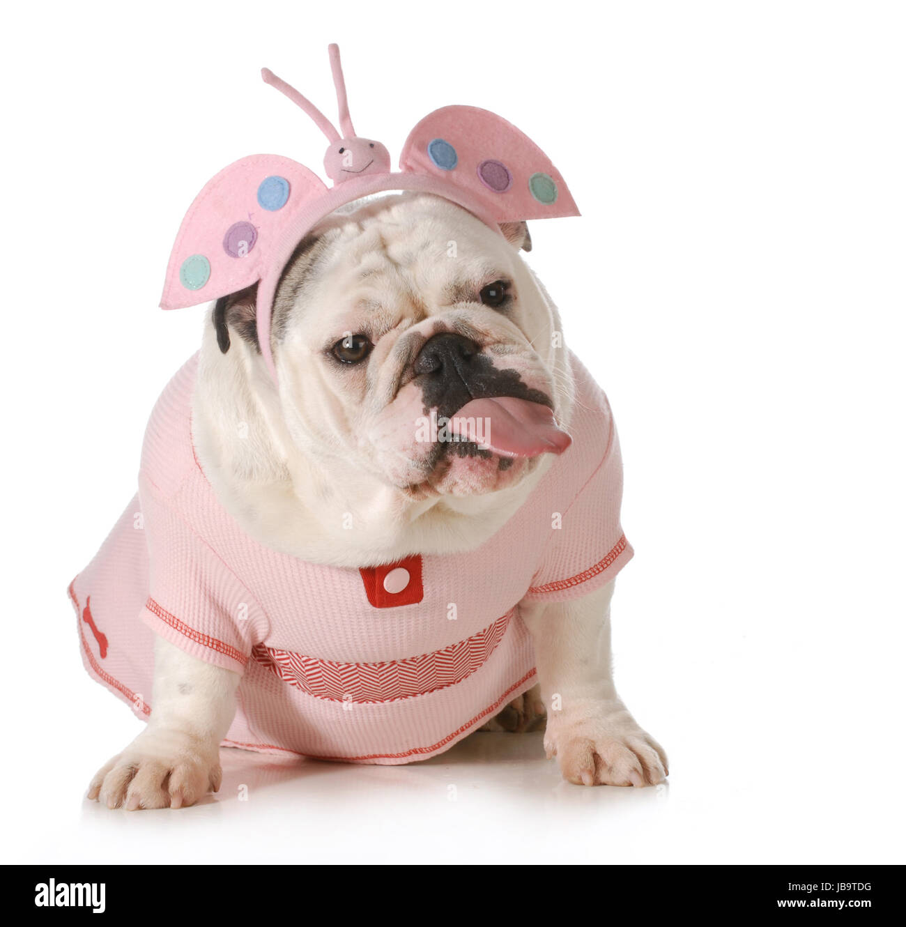 english bulldog wearing butterfly costume with an attitude isolated on white background Stock Photo