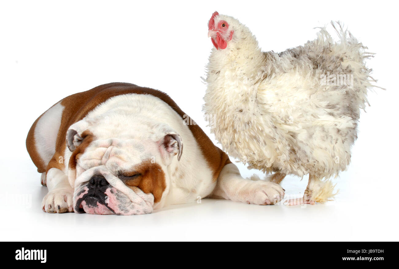 bulldog chicken