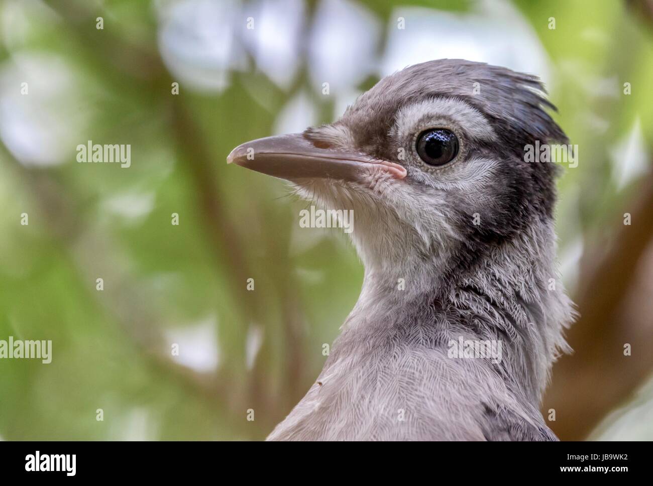 Baby Blue Jay High Resolution Stock Photography And Images Alamy