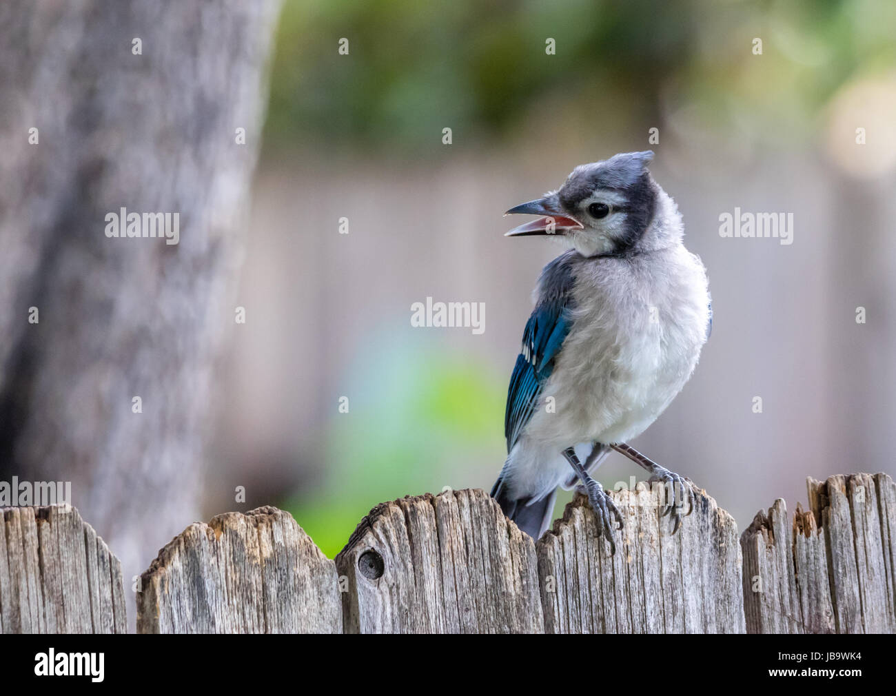 Young Blue Jay High Resolution Stock Photography And Images Alamy Young Blue Jay High Resolution Stock Photography And Images Alamy