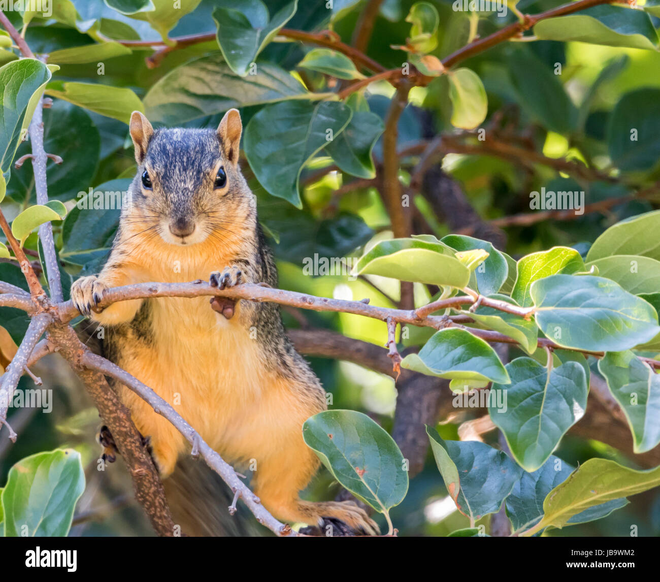A little Fox Squirrel grips a branch and observes his surroundings Stock Photo