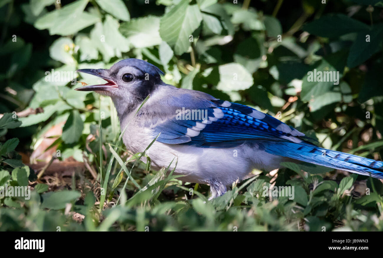 A Baby Blue Jay squawking Stock Photo
