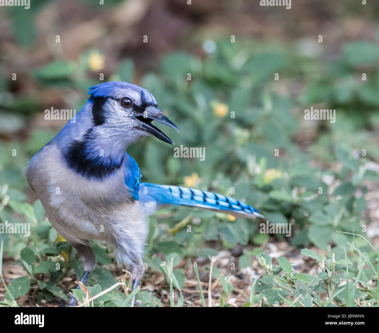Squawking bird hires stock photography and images Alamy