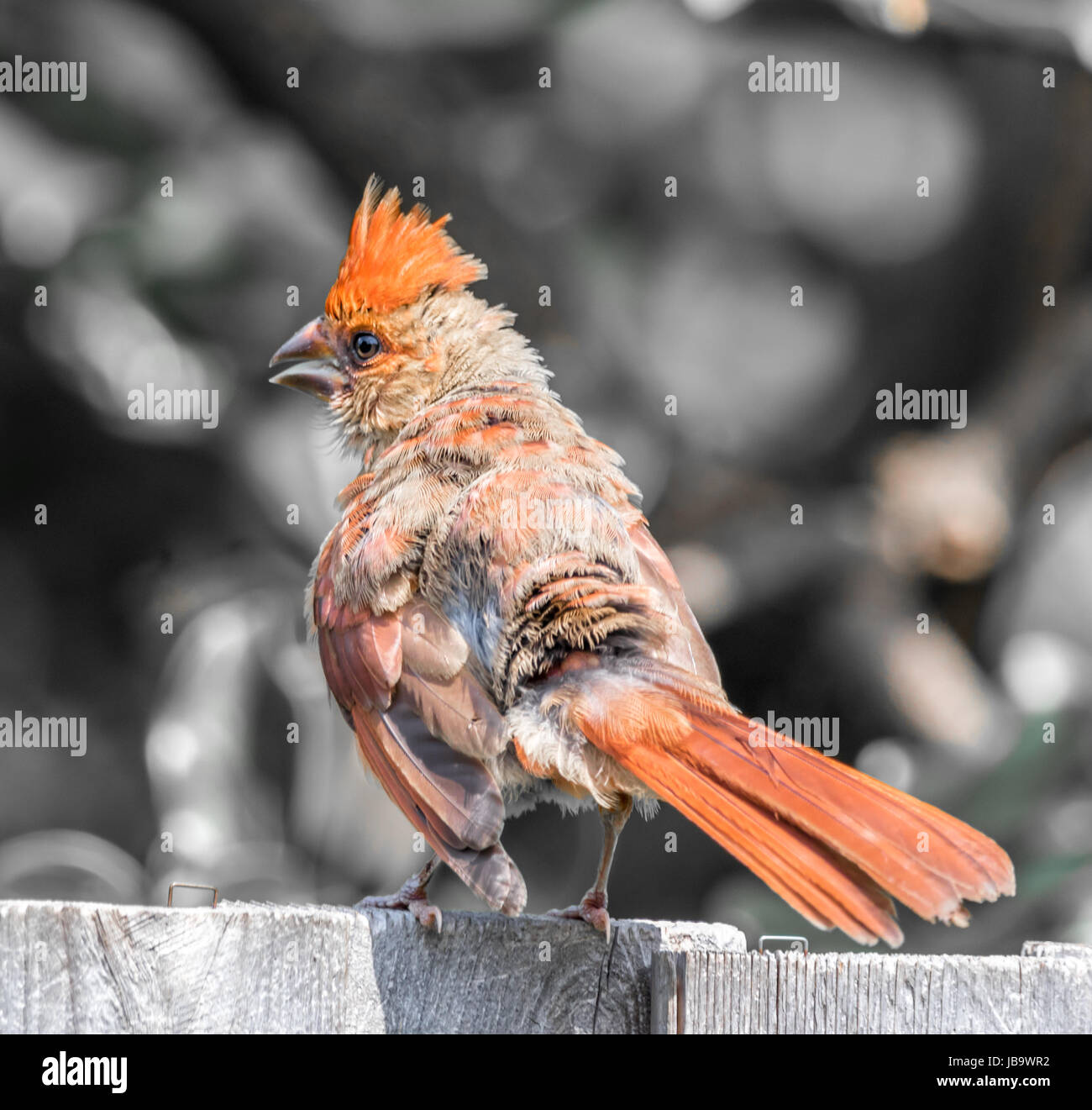 Ruffled tail hi-res stock photography and images - Alamy