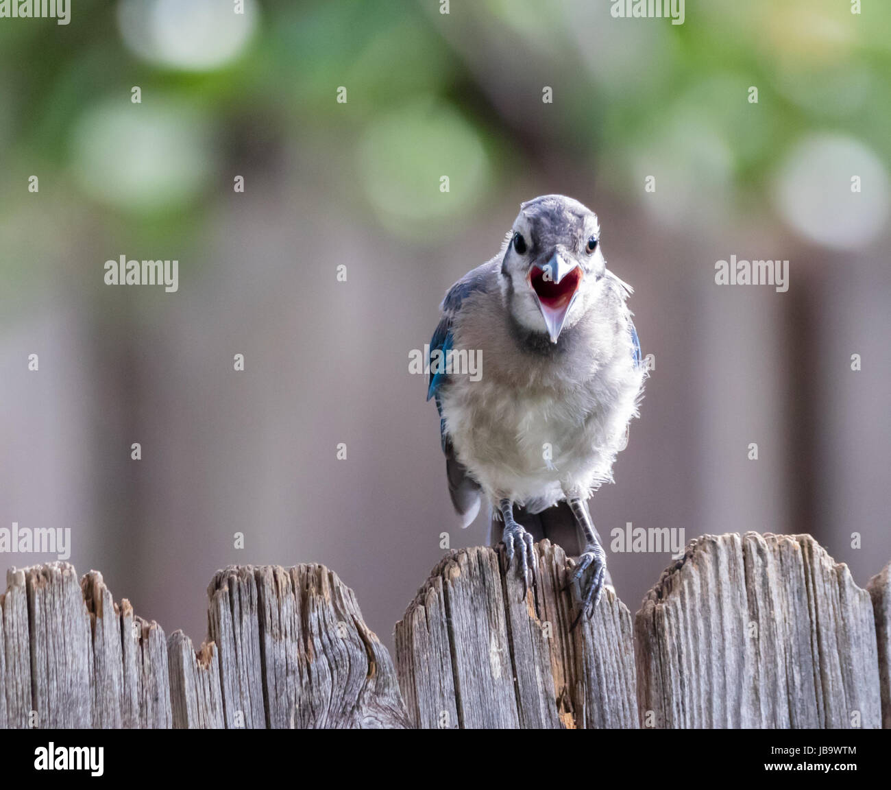 Young Blue Jay squawking. Stock Photo