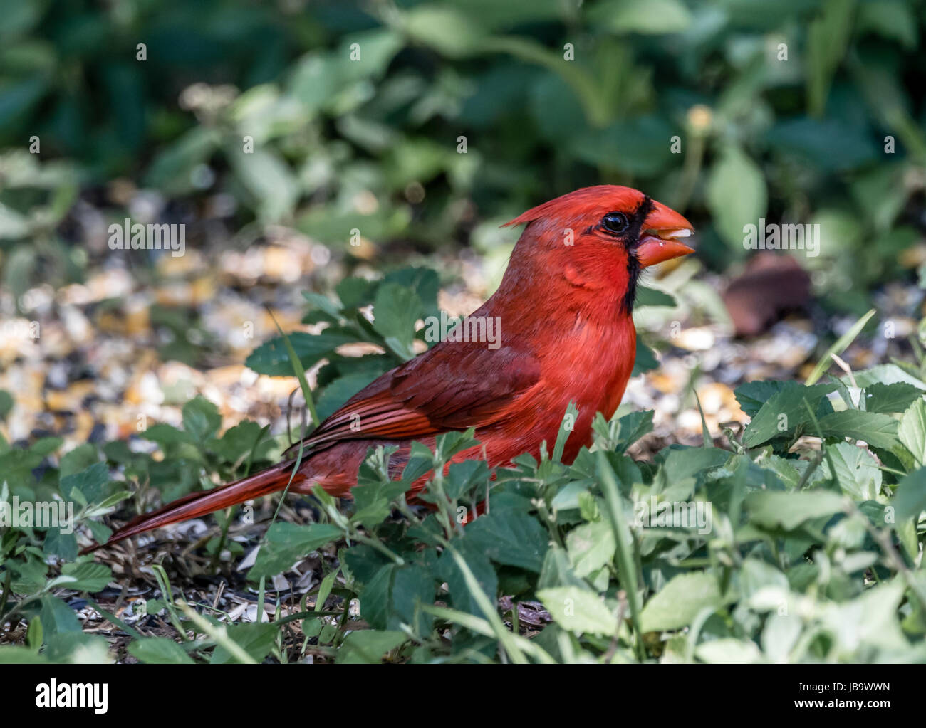 A male Northern Cardinal eating a sunflower seed Stock Photo Alamy