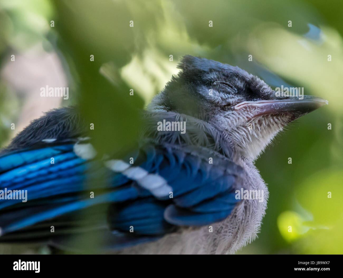 Baby Blue Jay Stock Photo Alamy