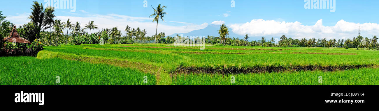 Panorama from rice field landscape on Java island, Indonesia Stock ...