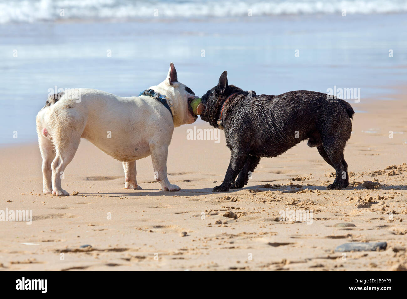 French bulldog with beach ball hotsell