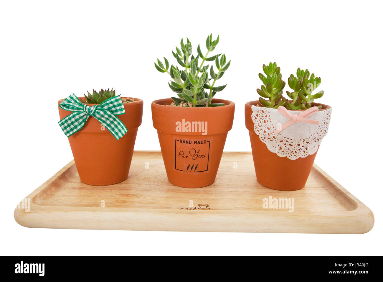 Three terracotta flowerpots with green leafy herbs growing in them arranged on a wooden tray with decorative bows on the pots for indoor plant cultivation Stock Photo