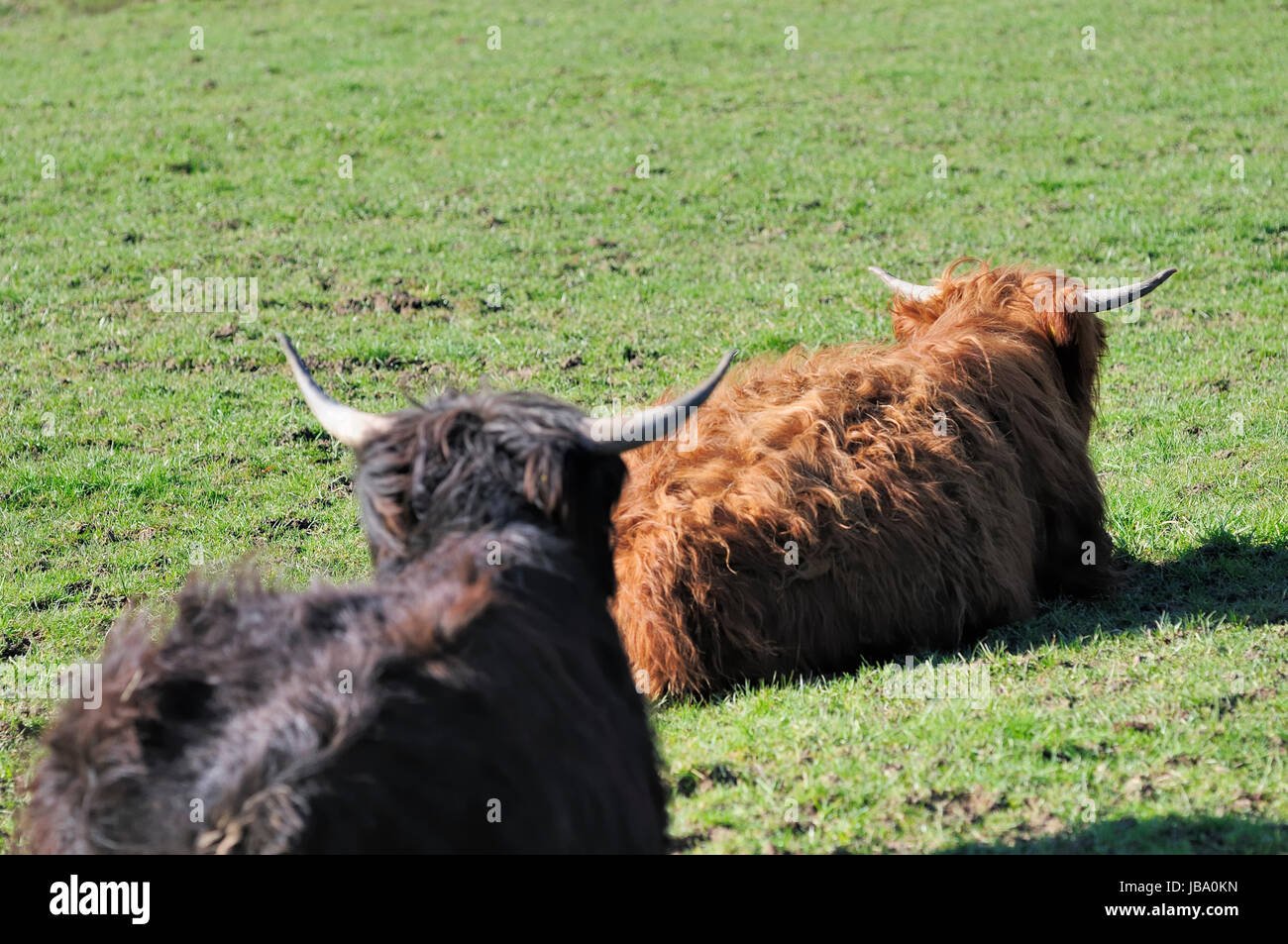 Muner Rind Hausrindrasse hi-res stock photography and images - Alamy