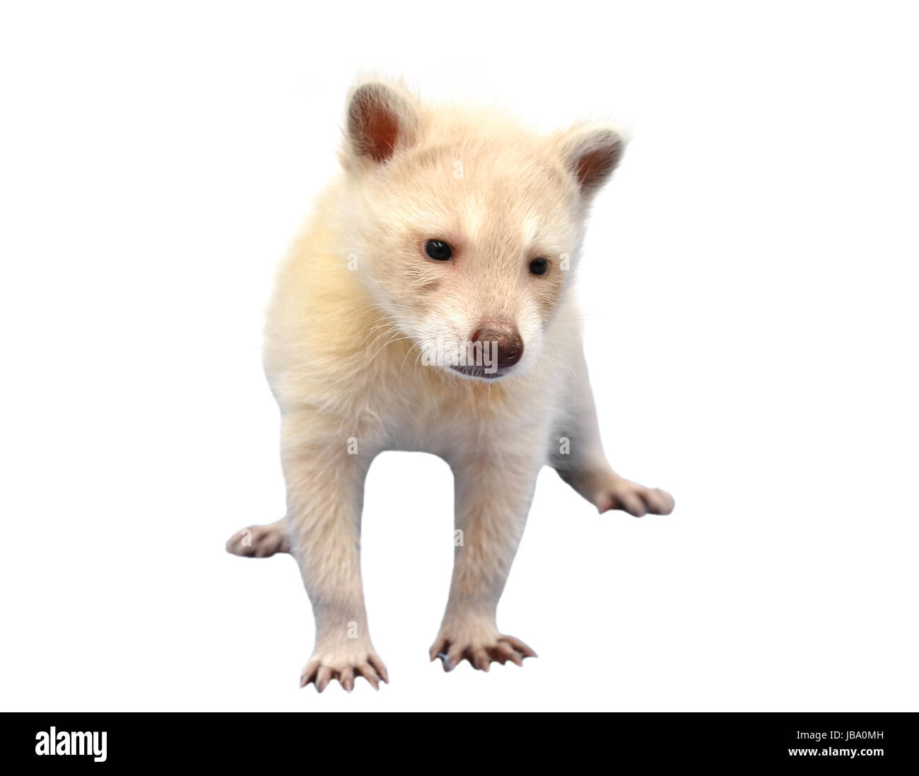 baby albino raccoon isolated on white background Stock Photo Alamy