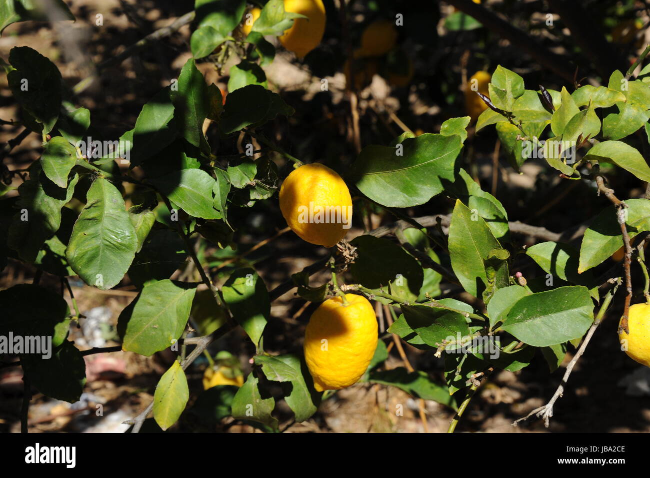 Yellow Zitronen Am Baum Stock Photo Alamy