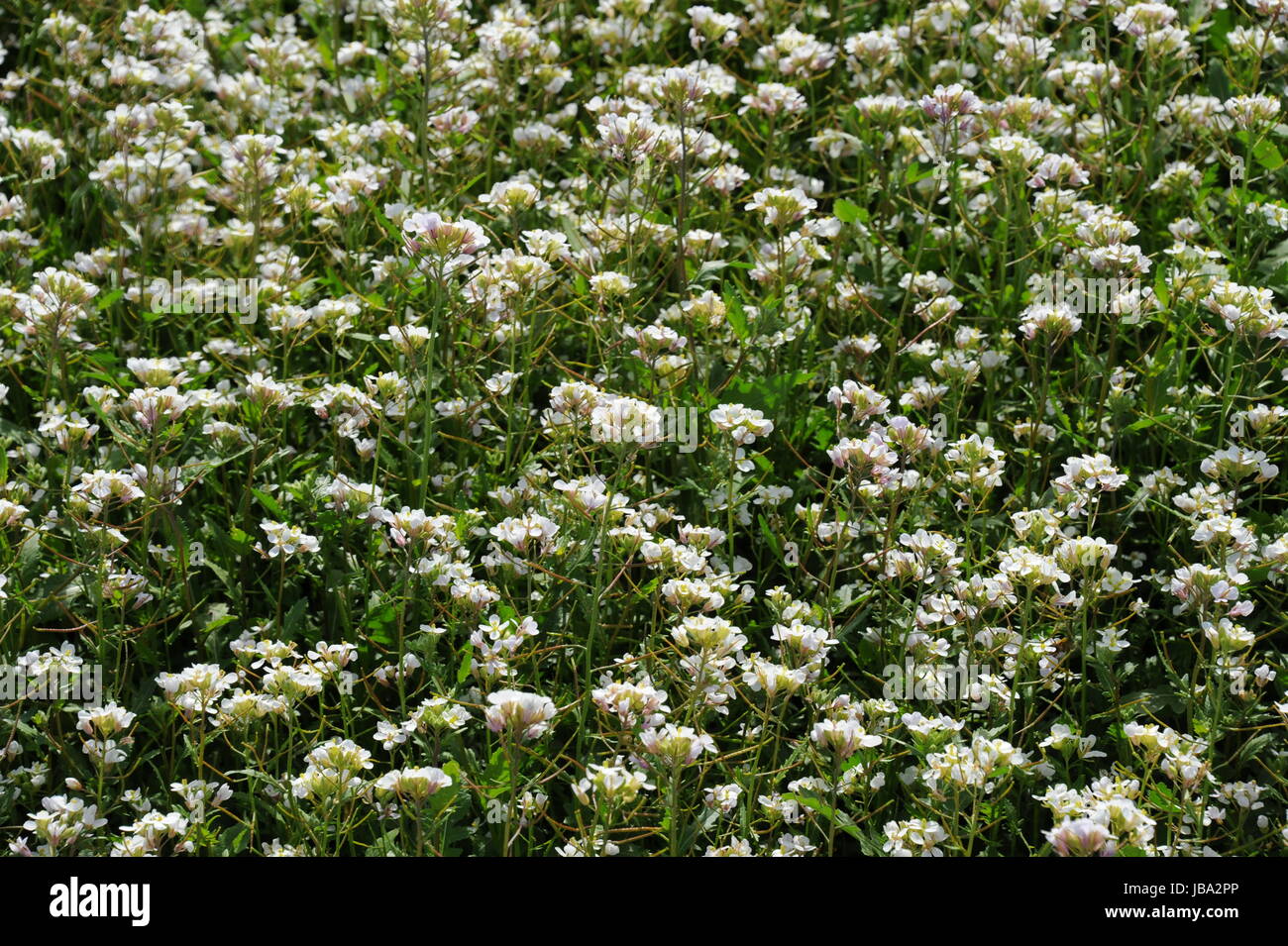 leguminosae schmetterlingsblütler Stock Photo