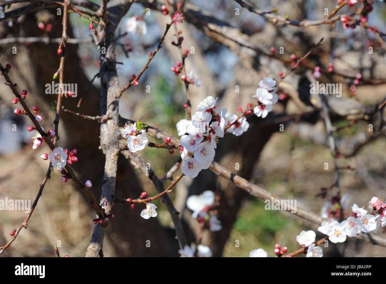 apricot blossom Stock Photo