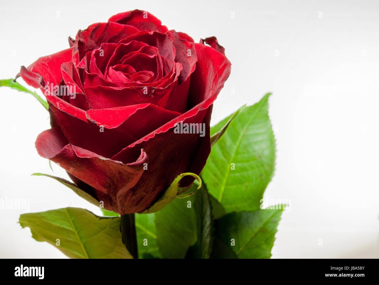 a beautiful red rose symbol of love Stock Photo - Alamy
