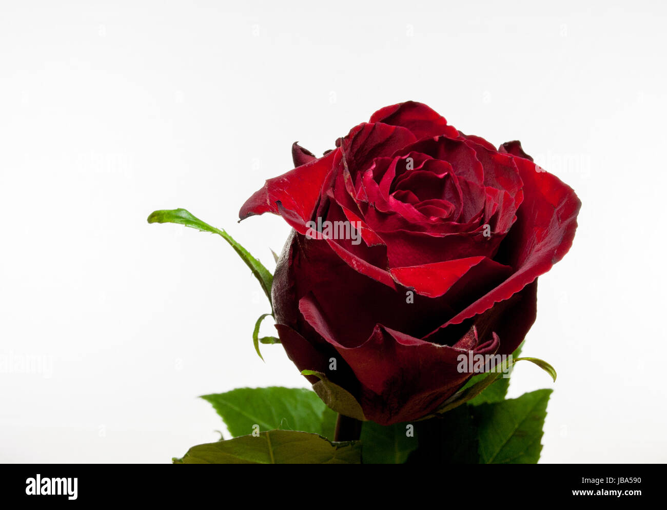a beautiful red rose symbol of love Stock Photo - Alamy