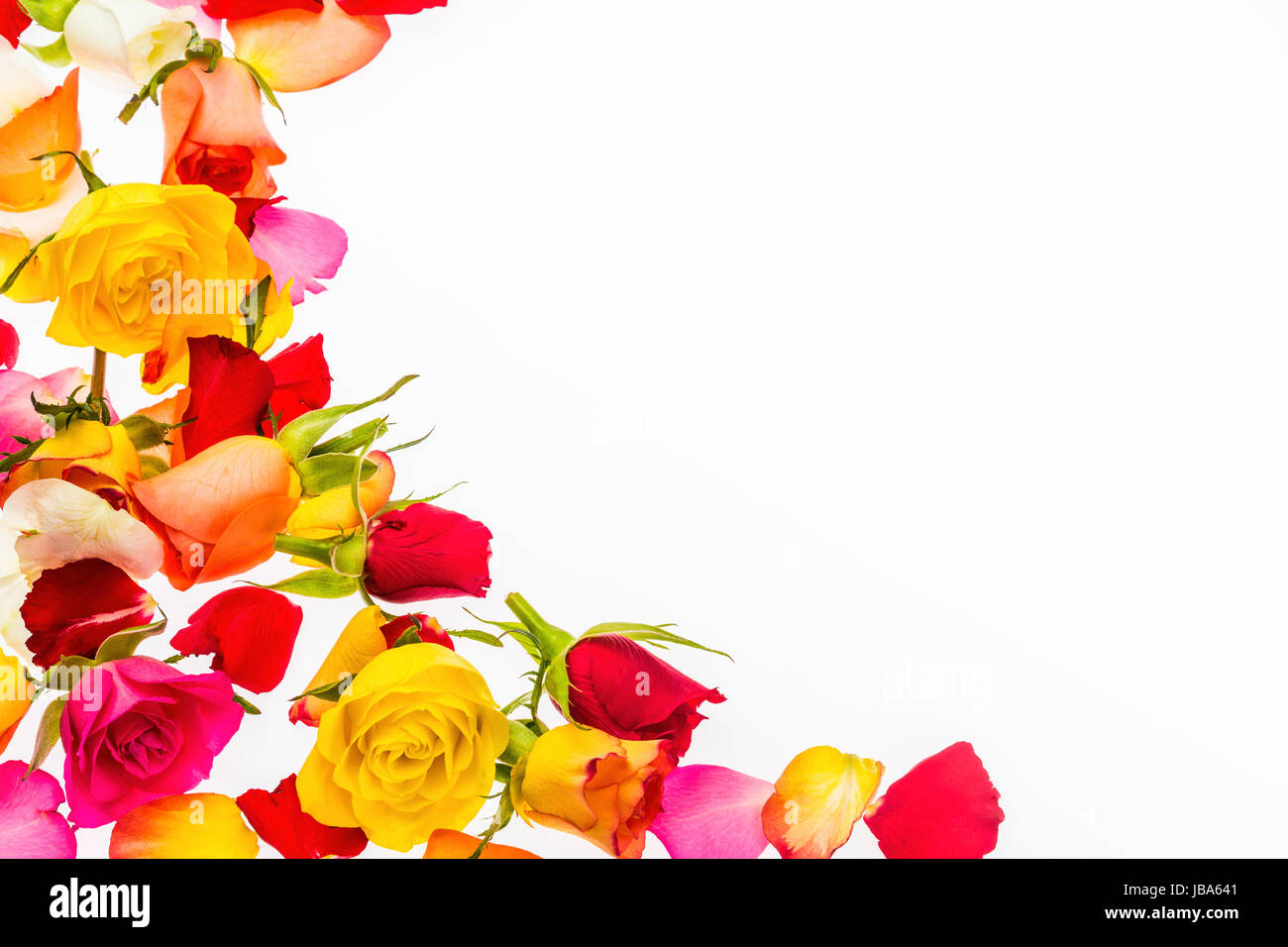 rose petal backdrop Stock Photo