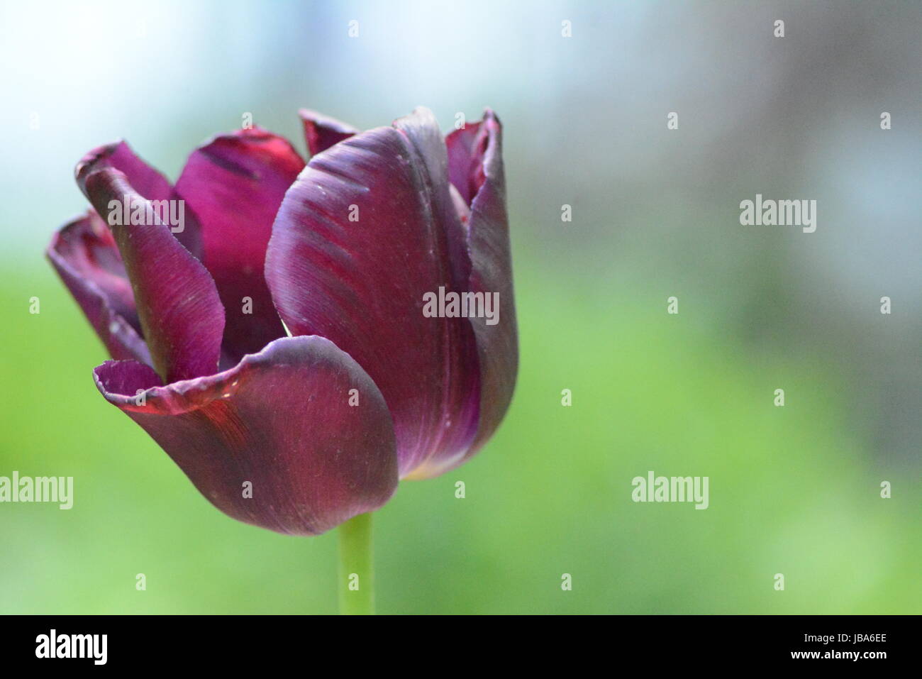 Purple tulip blooming in springtime Stock Photo