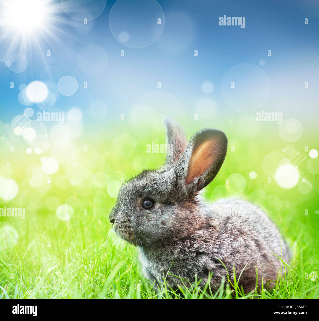 Sweet Easter bunny in the spring meadow with blue sunny sky Stock Photo ...
