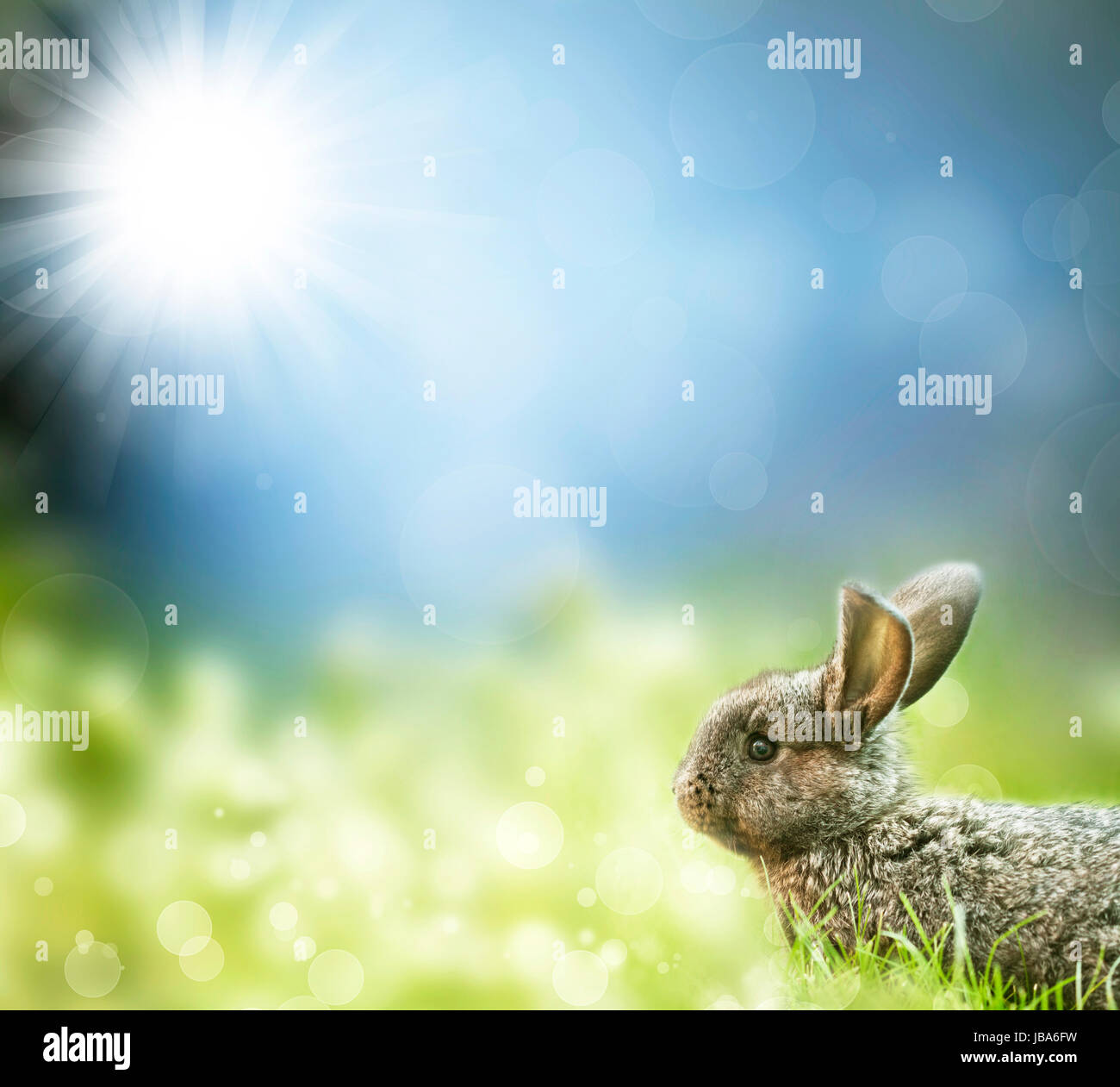 Sweet Easter bunny in the spring meadow with blue sunny sky Stock Photo ...