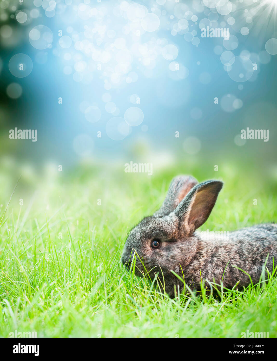 Sweet Easter bunny in the spring meadow with blue sunny sky Stock Photo ...