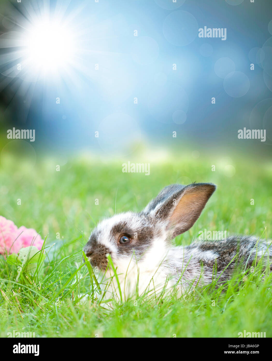 Sweet Easter bunny in the spring meadow with blue sunny sky Stock Photo ...