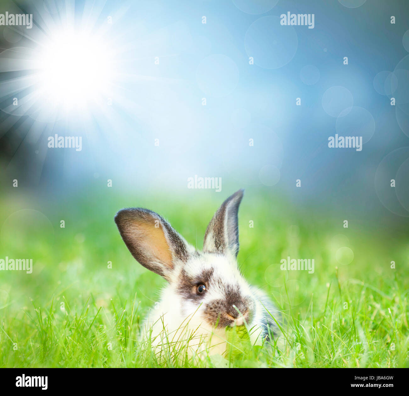Sweet Easter bunny in the spring meadow with blue sunny sky Stock Photo ...
