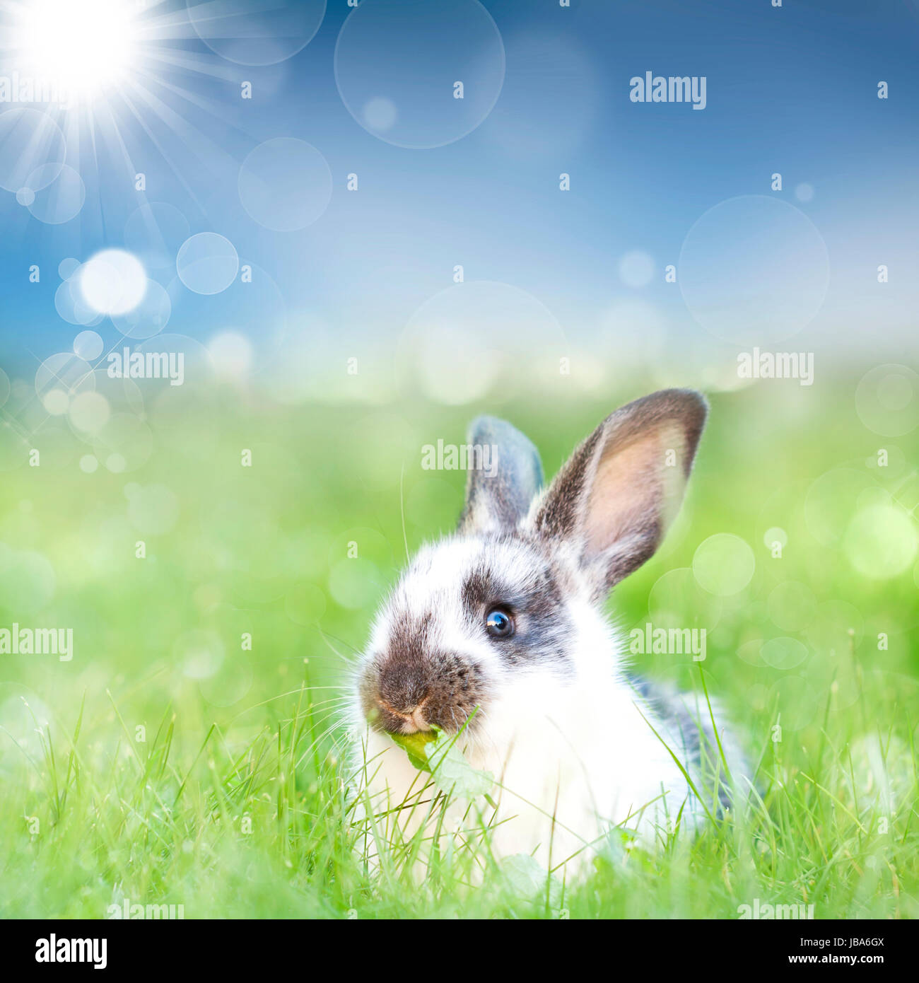 Sweet Easter bunny in the spring meadow with blue sunny sky Stock Photo ...