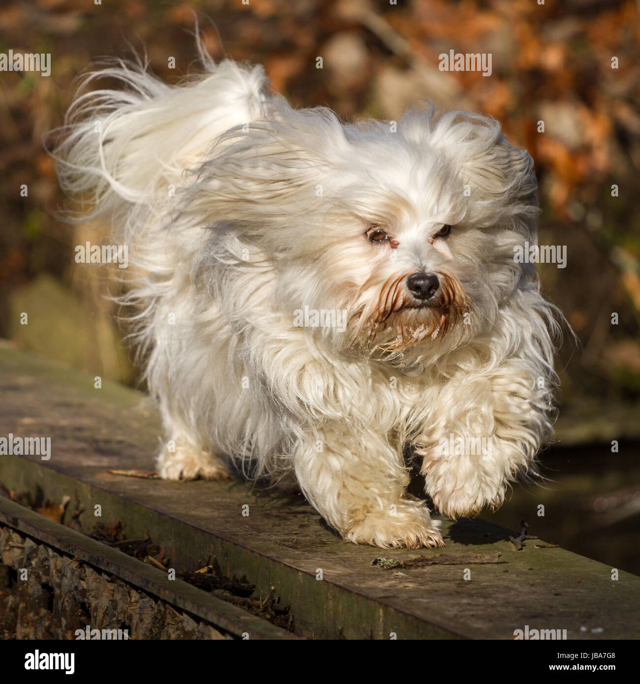 Ein Kleiner Langhaar Hund balanciert über einen Stahlträger in einer Herbstlichen Umgebung. Stock Photo