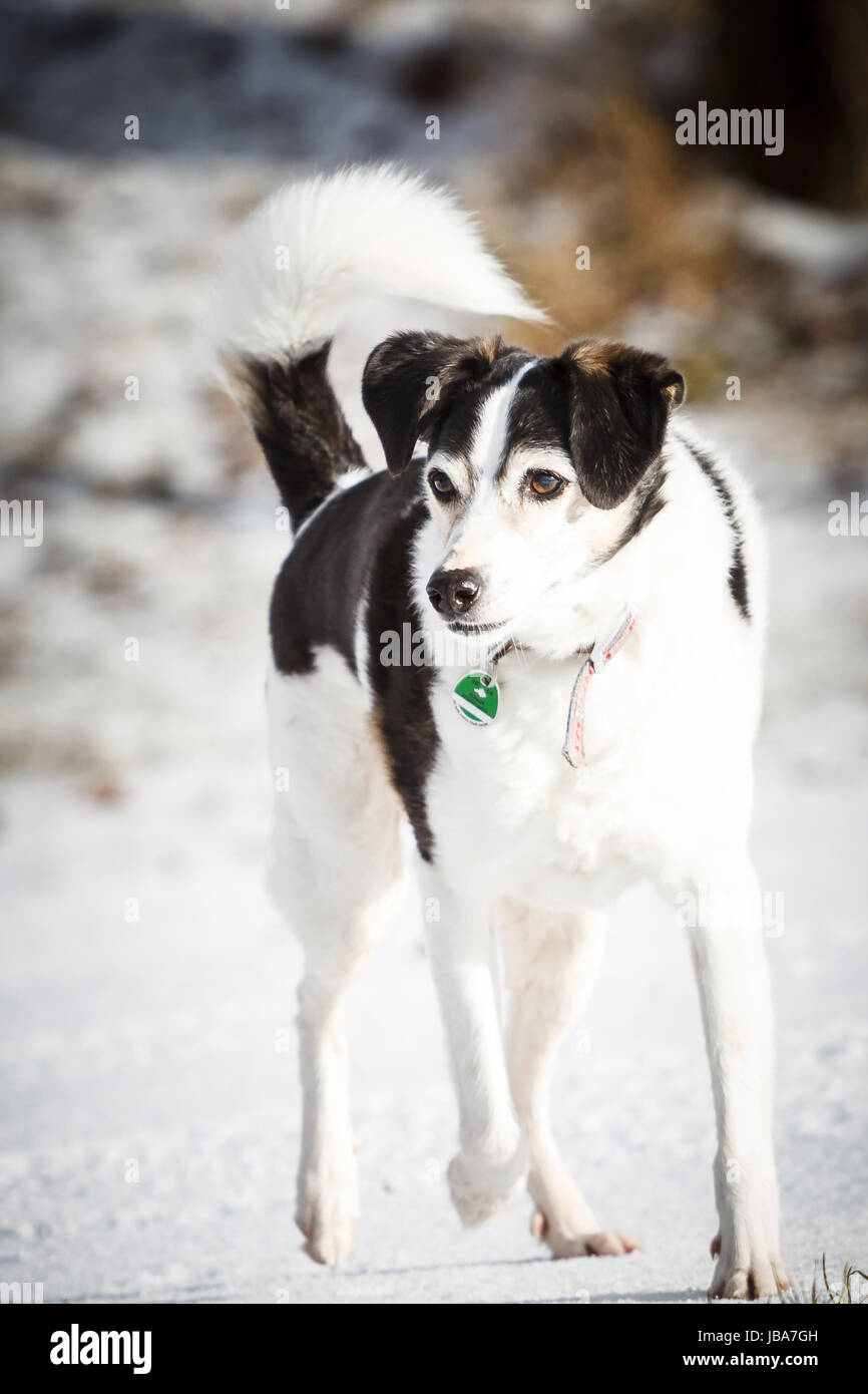 Ein wunderhübscher Schwarz-weißer Mischlingshund im Schnee. Stock Photo